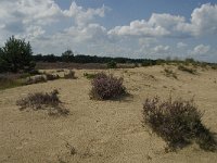 NL, Noord-Brabant, Heusden, Loonse en Drunense Duinen 42, Saxifraga-Marijke Verhagen